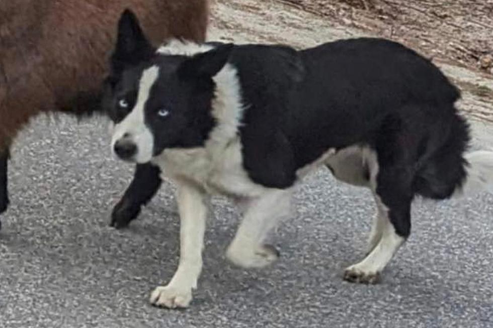 Border Collie in Windham, Maine, is All Business When Getting This Goat Home