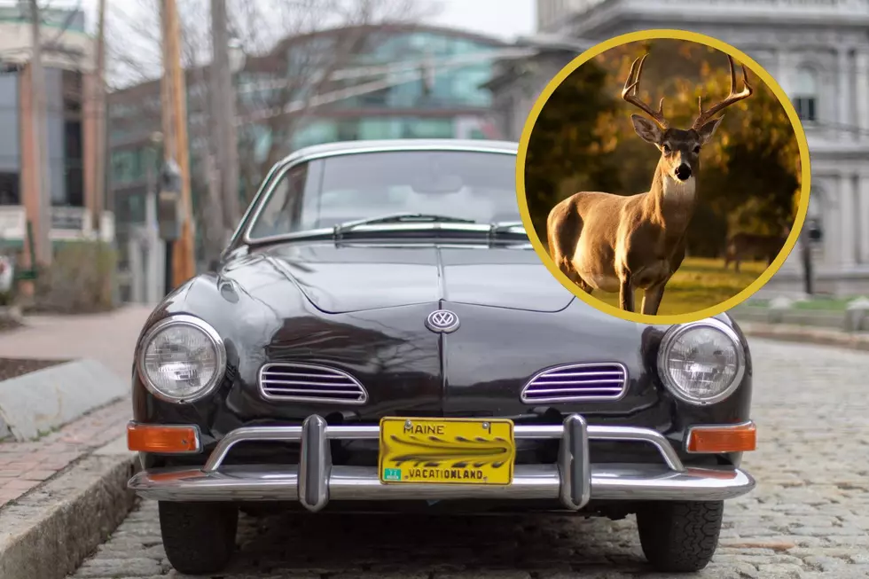 Hit a Deer in Maine? One Surprising Thing You Can Do With It