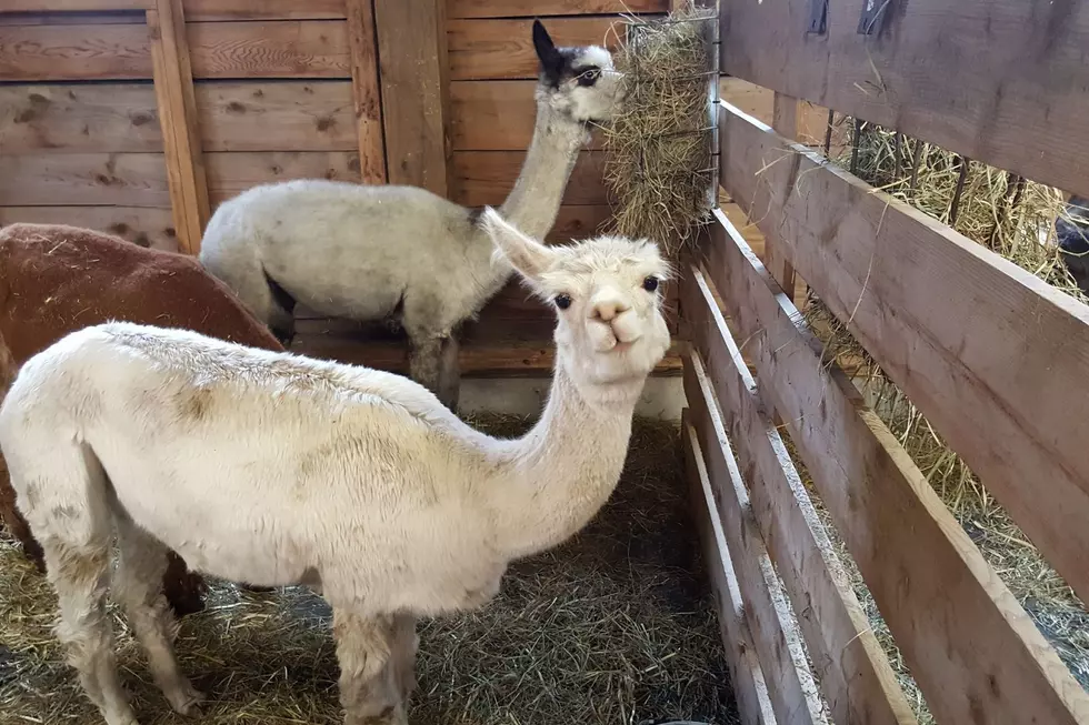 Mark Your Calendar: The 2023 Maine Fair Schedule is Here