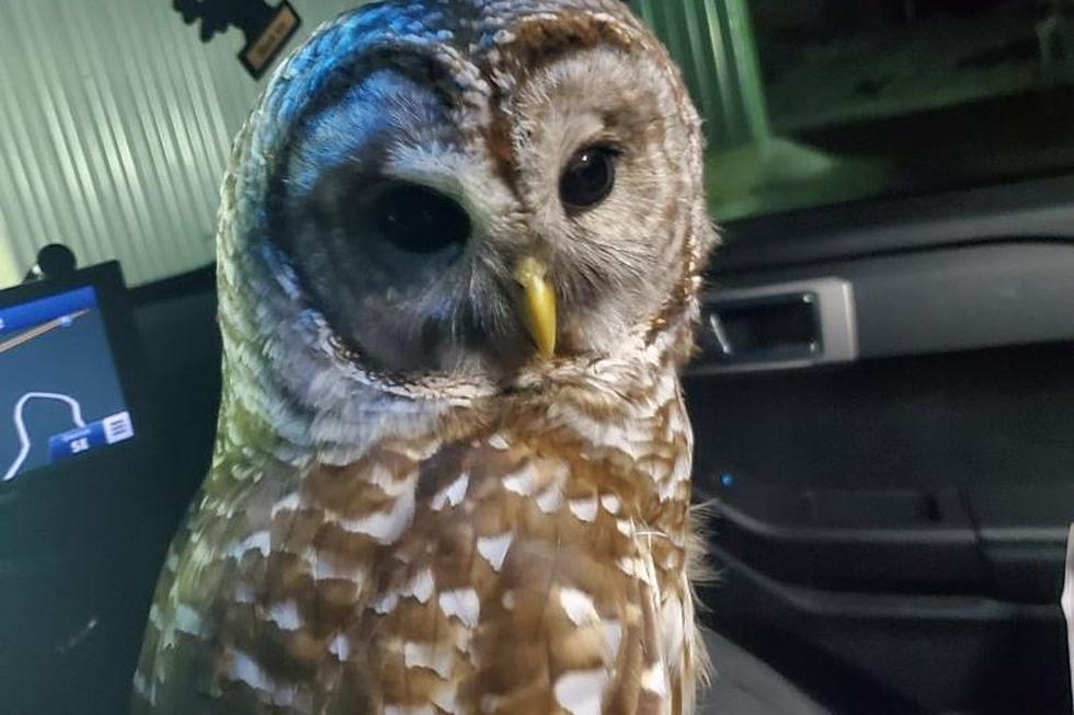 Maine State Police Rescue Wounded Owl in the Middle of I-95