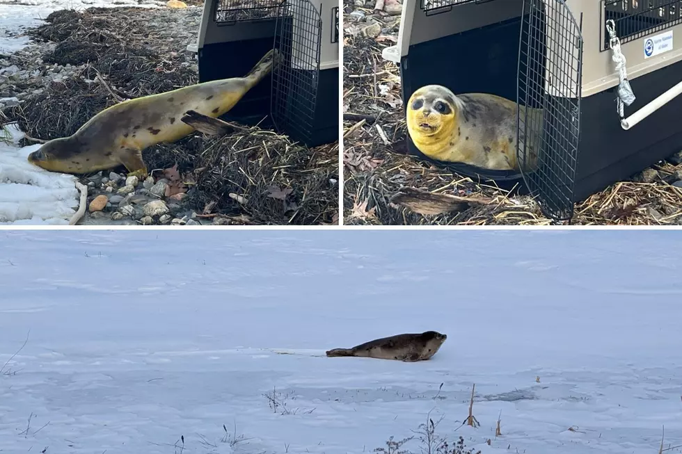 WATCH: Cute Young Maine Seal in a Dangerous Situation Gets a Helping Hand