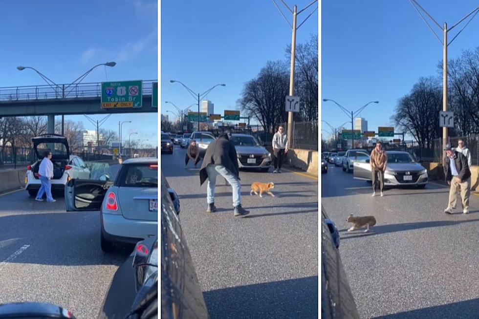 Random Dog Causes Chaos on Storrow Drive in Boston, Massachusetts