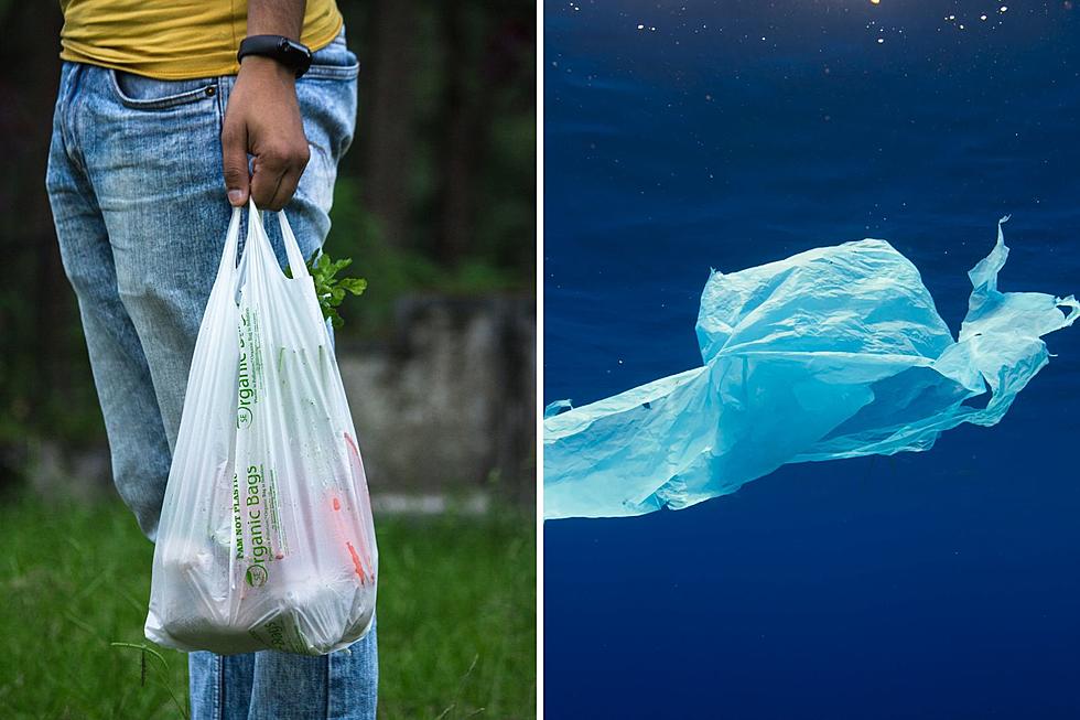 Are Single-Use Plastic Bags Coming Back to Maine?