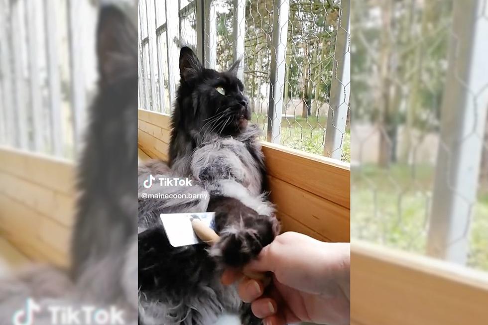WATCH: Maine Coon Cat Has Funny Reaction to Getting Brushed