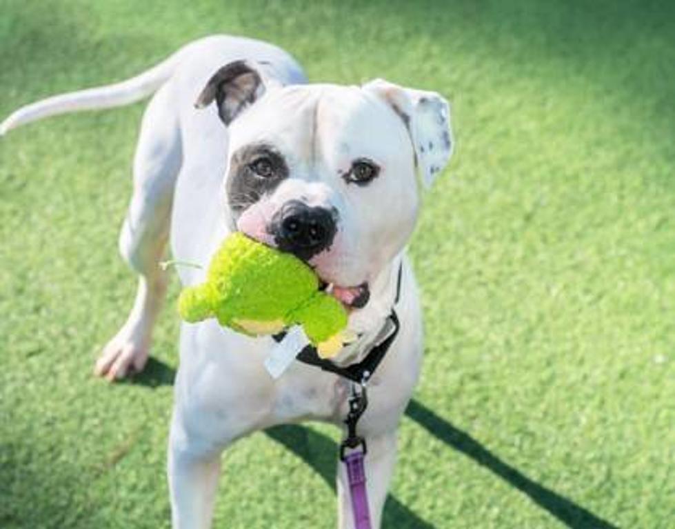 Sweet Dog Abandoned in Maine Dog Park Looking for Loving Home