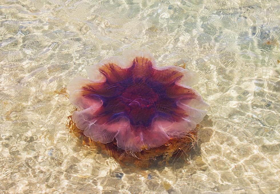 One of the World's Largest Jellyfish Washed up on Shore in Maine