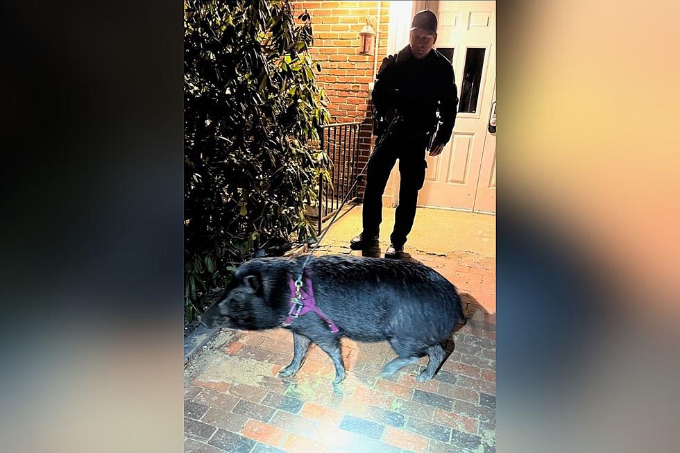 It&#8217;s Not Every Day You See a Portland Police Officer With a Pig on a Leash
