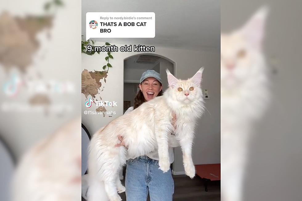 Maine Coon Cat Grows So Massive, People Think It’s a Predator
