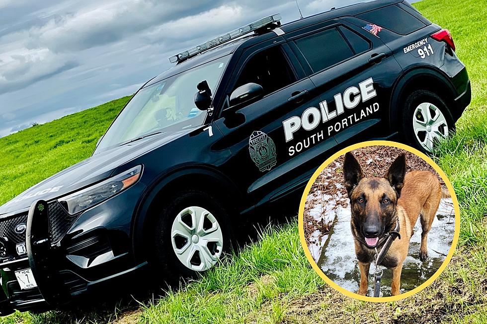 Newest Member of South Portland, Maine, Police is This Handsome Dog Named K9 Sauer