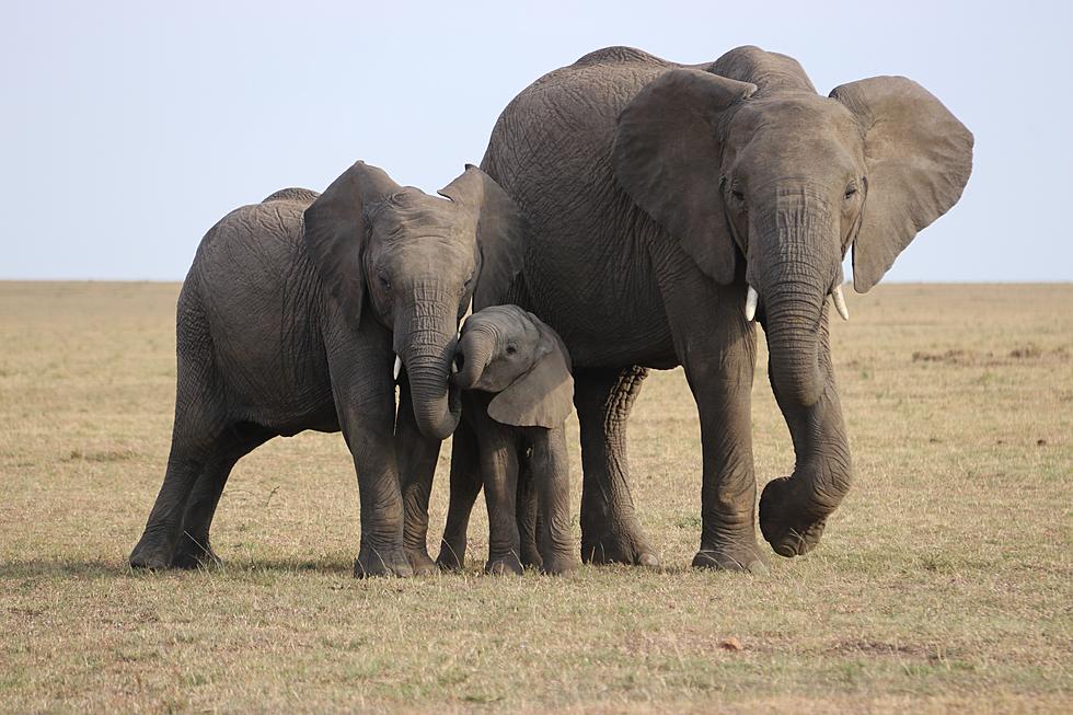 These New England Elephants Have Been Together Longer Than Any Other Herd in the US