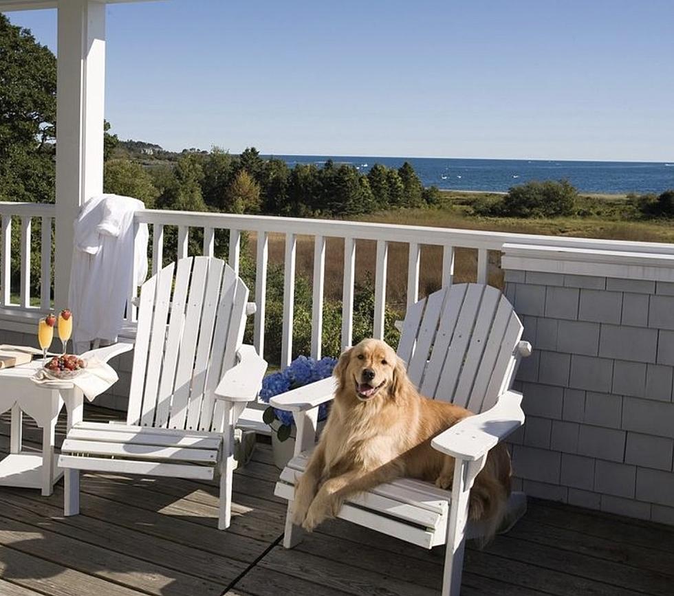 Stay for a Vacation, Leave With a Rescue Dog at Inn by the Sea in Cape Elizabeth, Maine