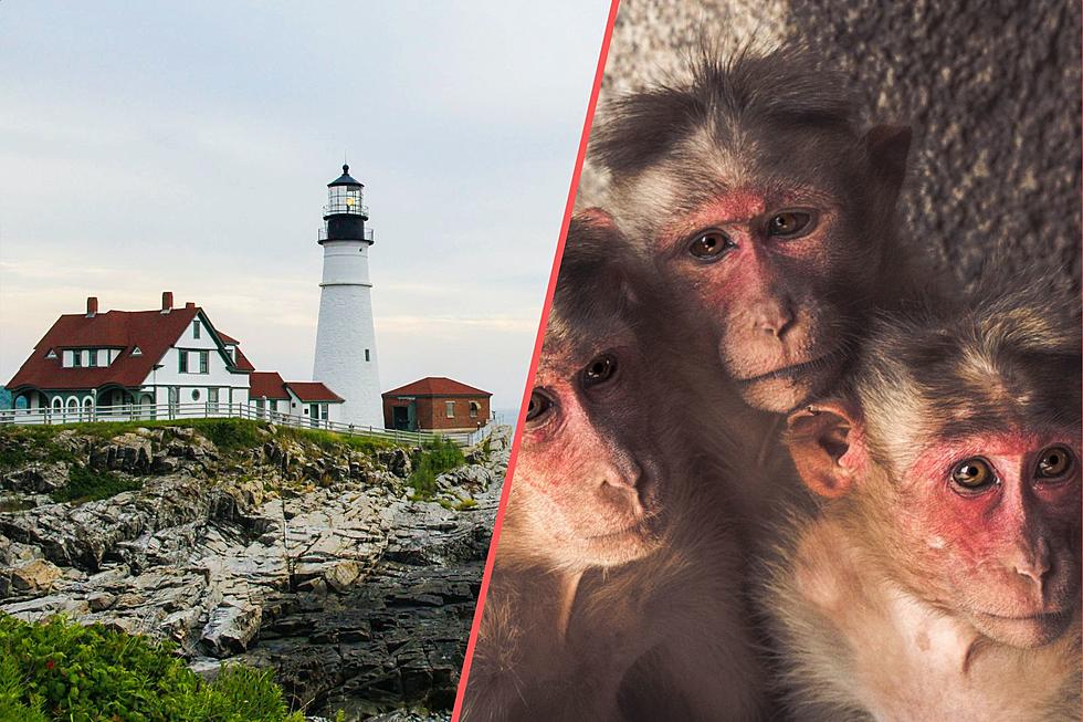 A Sign in Bridgewater, Maine, Has Everyone Arguing Over Monkeys