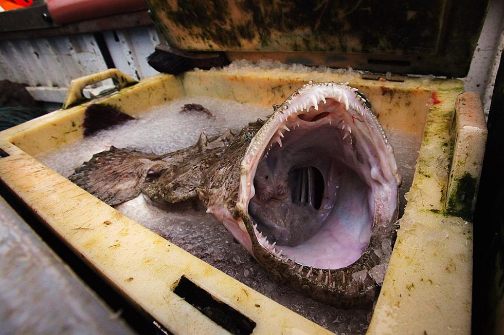 Monstrous Monkfish Washes Ashore at Kinney Shores Beach in Saco, Maine