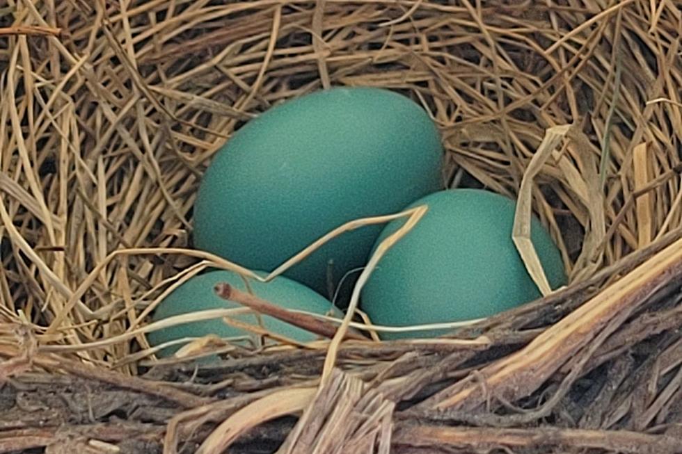I Found This Robin&#8217;s Nest in a Place I Never Would Have Expected