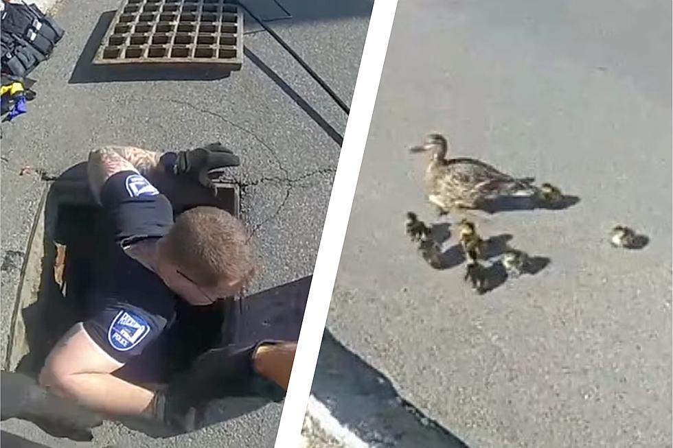 WATCH: Maine Police Officers Rescue 10 Ducklings on Mother&#8217;s Day