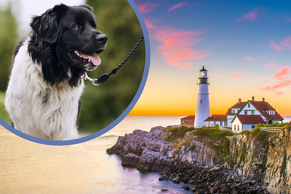 Did You Know This Iconic Maine Lighthouse Allows You to Bring Your Dog?