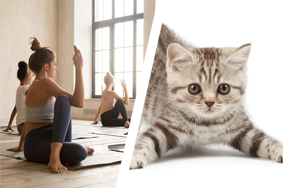 Cuteness Overload: Get Your Zen on With Kitten Yoga in Auburn, Maine