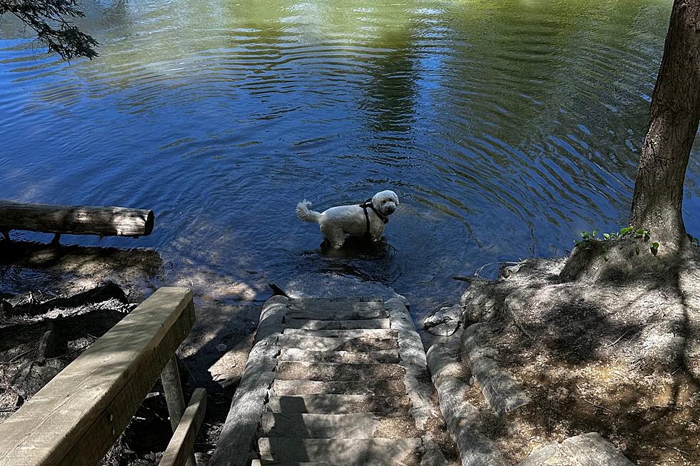 Underrated Maine Gem Has a Magical Waterfall, Amazing Trails You Can Take Your Dog