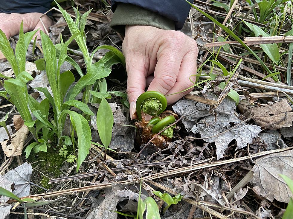 25 Signs That Spring is Definitely Here in Maine