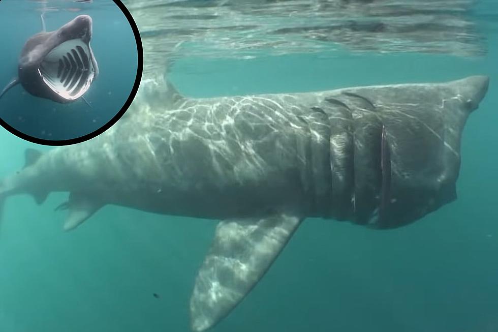 The Shark Just Spotted in Maine Waters is So Harmless You Could Probably Pet It