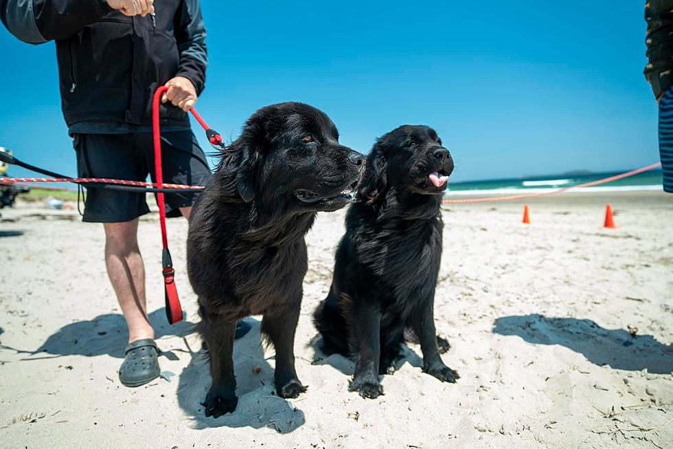 Meet Beacon & Buoy: Lifeguard Dogs at This Maine State Park