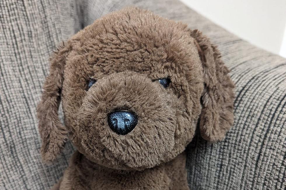 Can You Help? Maine Police Department Wants to Reunite Lost Dog Stuffy With Its Owner