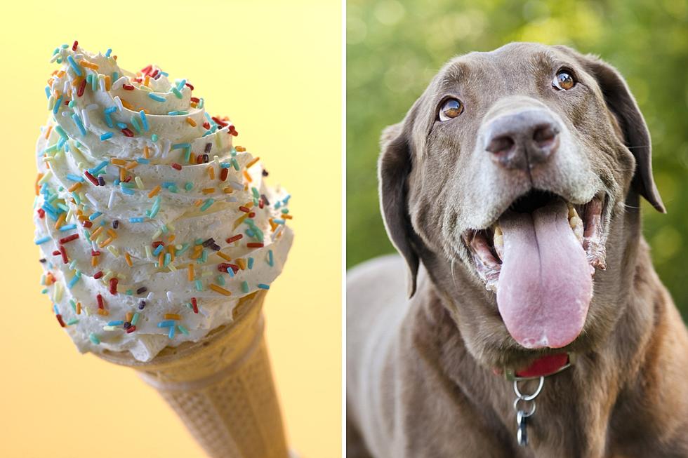 2 Ice Cream Places in Maine Perfect for Bringing Your Dog Along