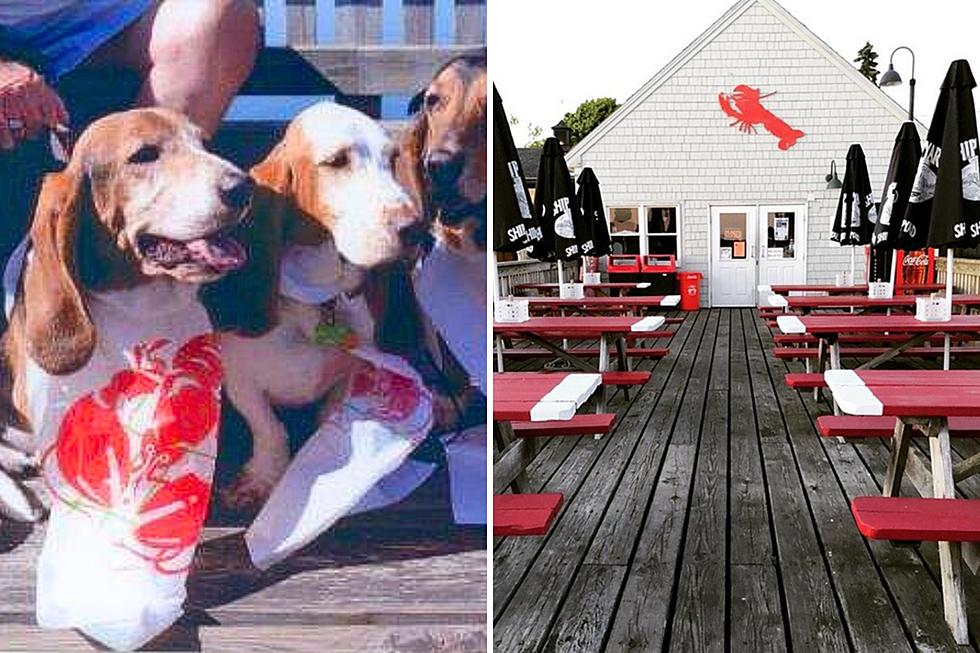 This Maine Fresh Seafood Restaurant Was Named the Most Pet-Friendly in the State