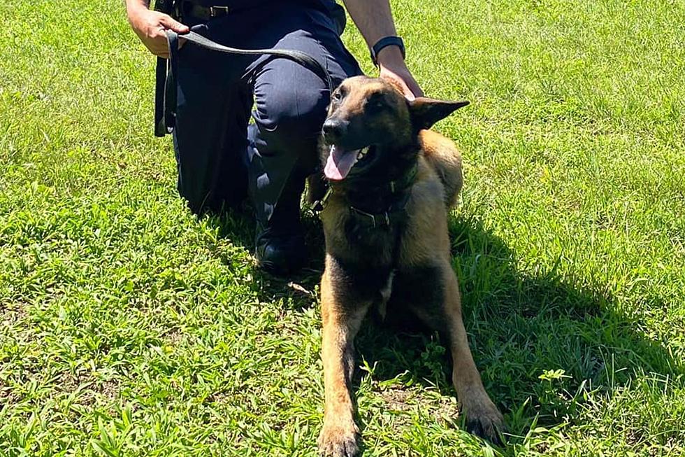 Meet K-9 Sauer, Newest Addition to South Portland, Maine, Police