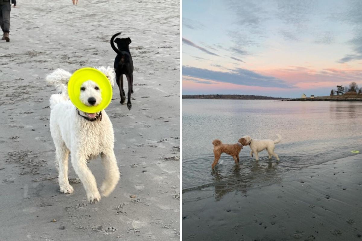3 Beautiful Maine Beaches Your Pup Can Run Off-Leash Year-Round