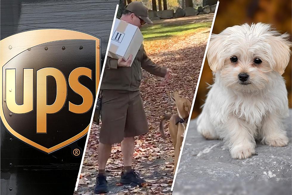 14 Adorable Photos of Maine UPS Drivers Meeting the Happiest Dogs on Their Routes