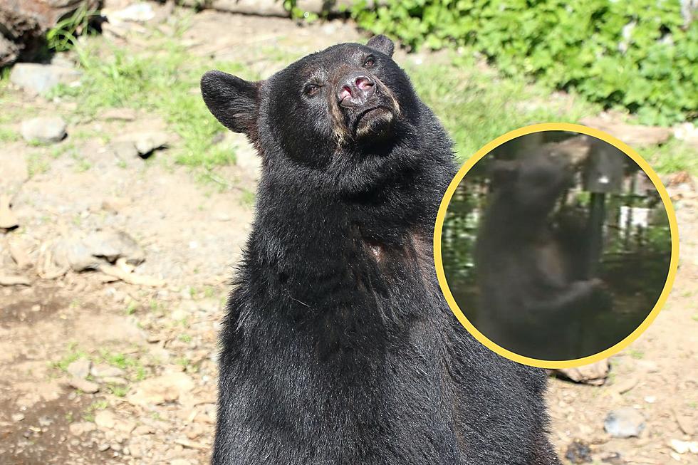 This Bear in NH is All of Us in Elementary School Gym Class