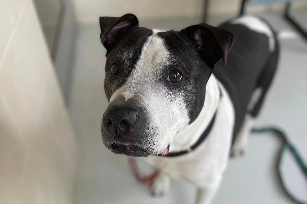 How Could This Beautiful Maine Dog Be Waiting Nearly 300 Days for a Forever Home?