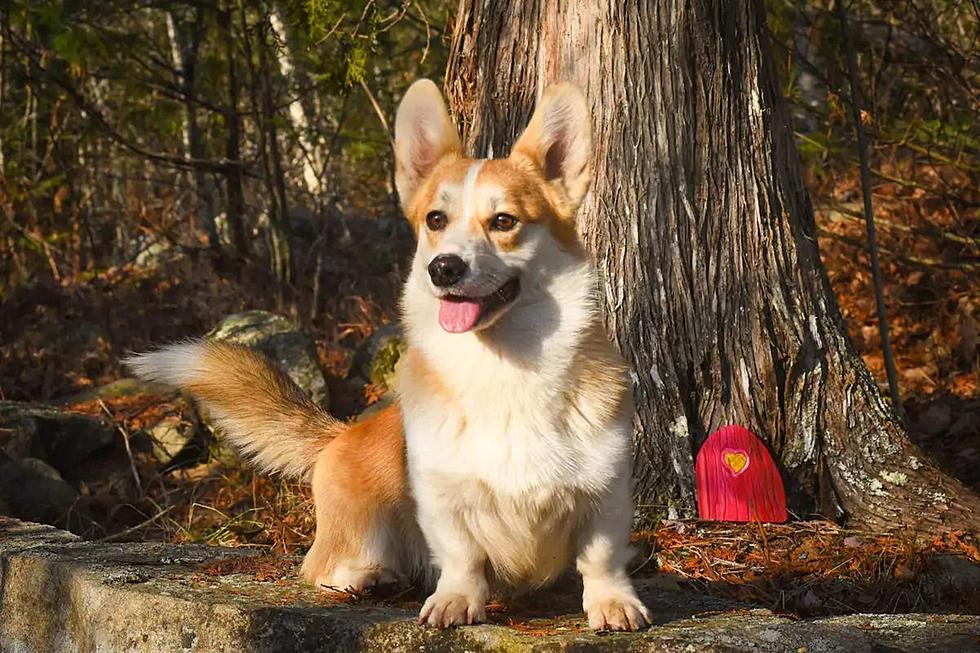 Take a Magical Maine Forest Walk With an Adorable Herd of Corgis and Goats