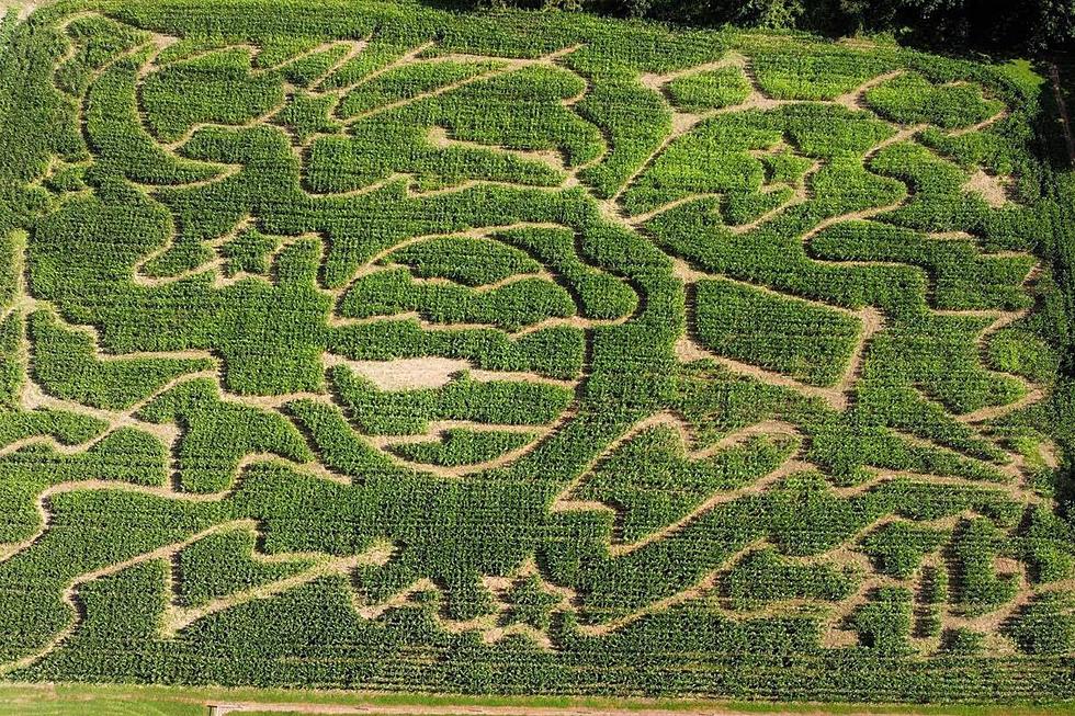 New England Boasts 3 of the Biggest Corn Mazes in America