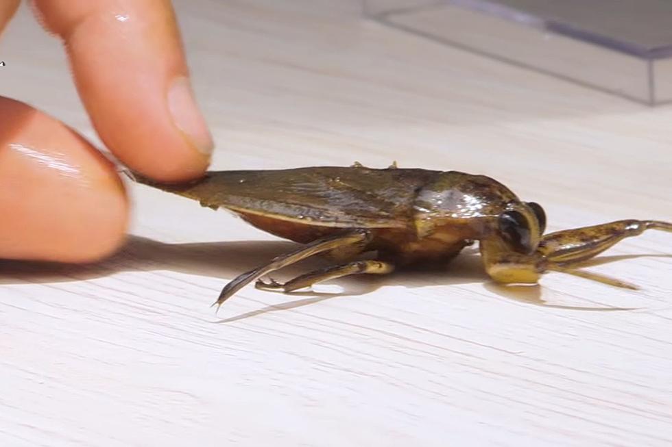 One of the Largest Flying Insects in the US is in Maine