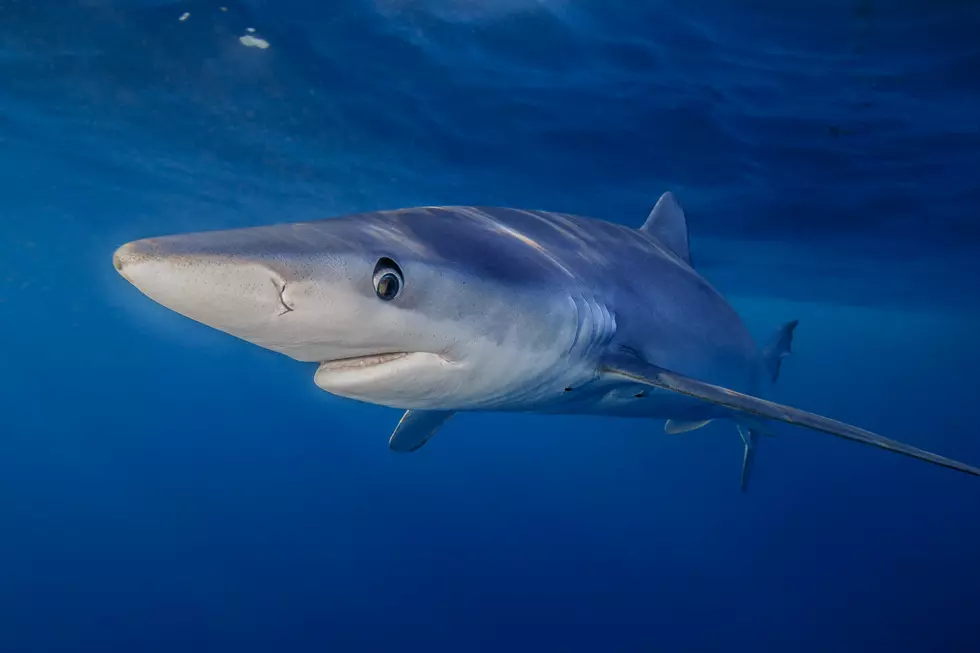 Blue shark, Prionace glauca, near the surface, Southern California