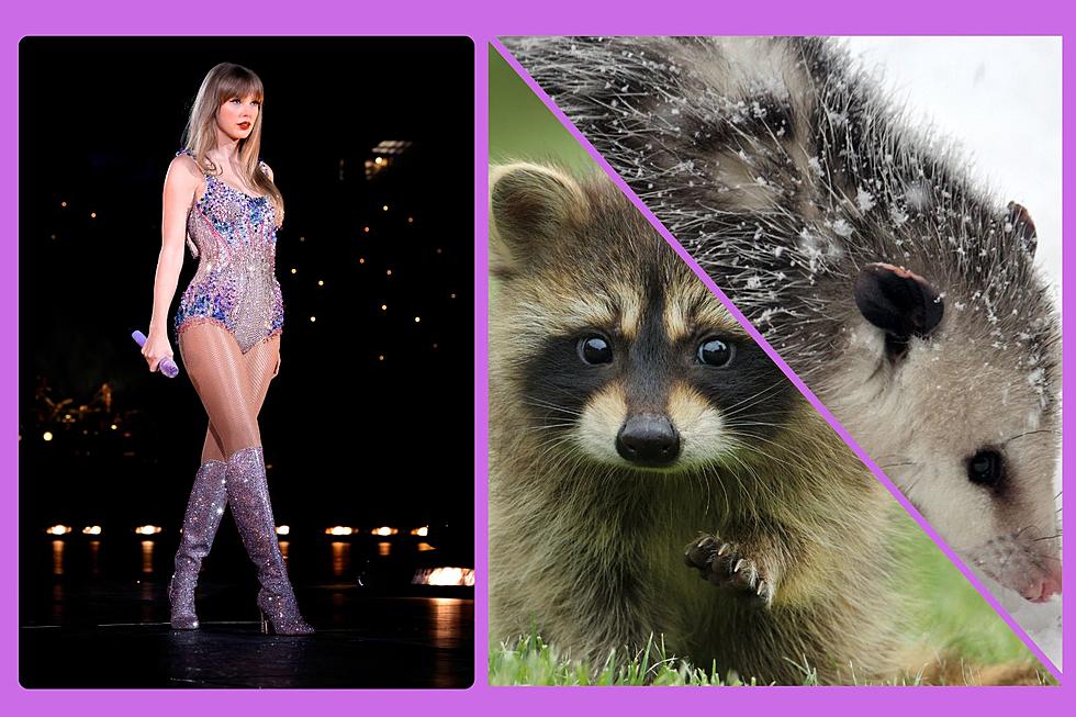 Taylor Swift is Saving Maine Wildlife&#8230; Kinda