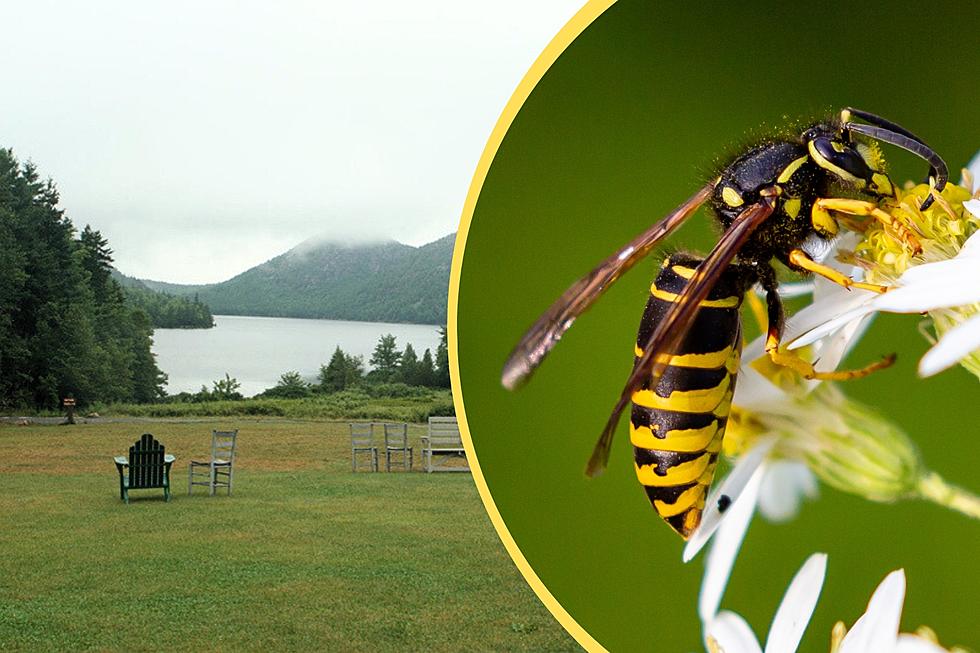 Yellowjacket Invasion Halts Outdoor Dining at This Popular Maine Restaurant