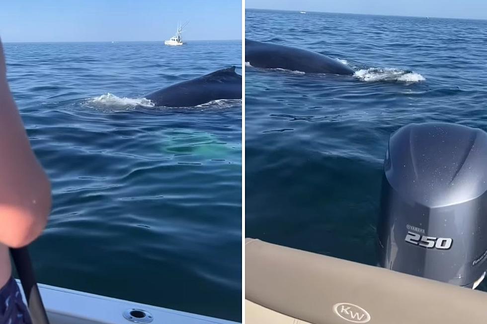 Enormous Whales Freak Out Mass Boaters After Diving Under Boat