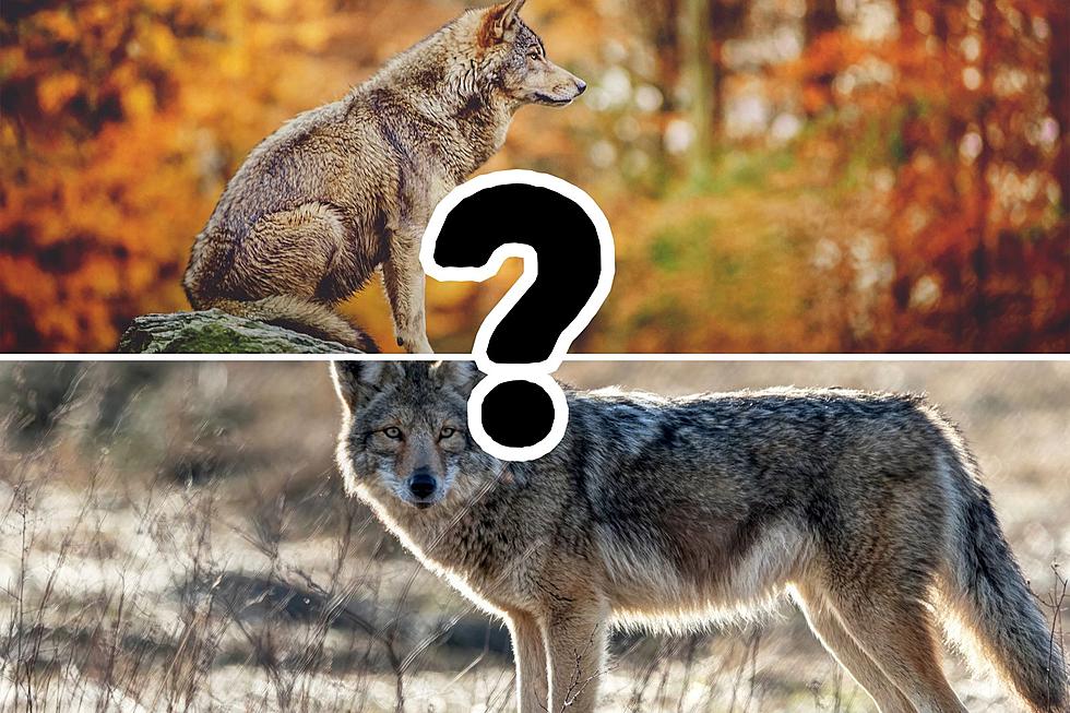 Maine Mystery Beast Photo: Wolf, Coyote, or Something Else?