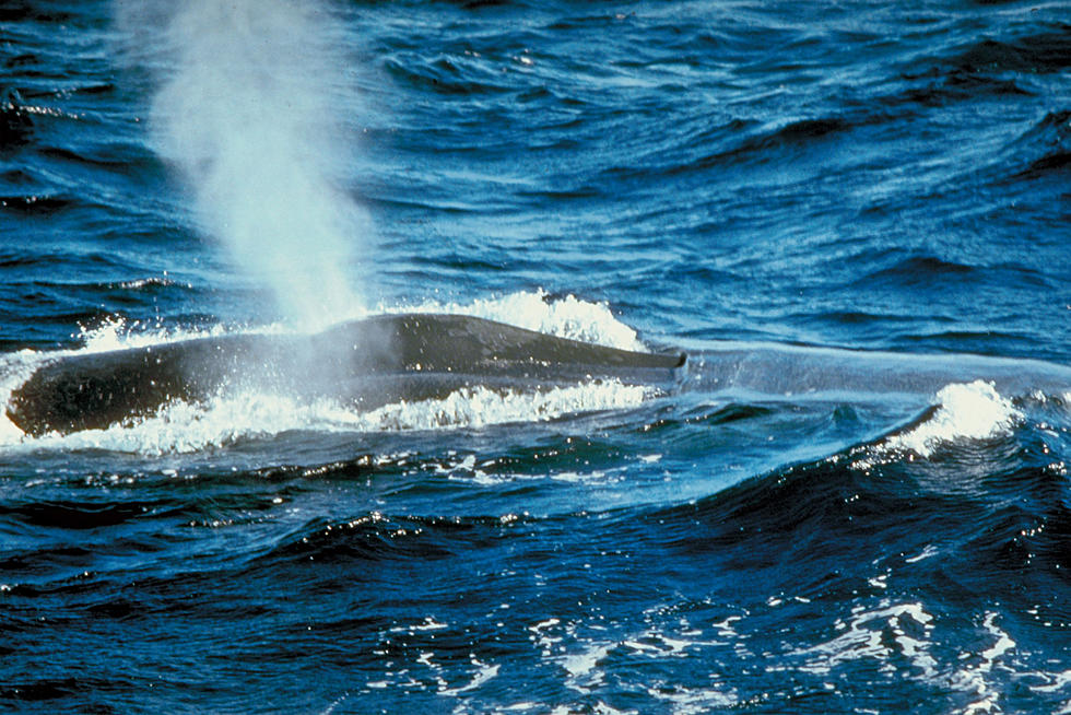 Rare Shark Eating Creature Delights Whale Watchers Off the Coast of Bar Harbor