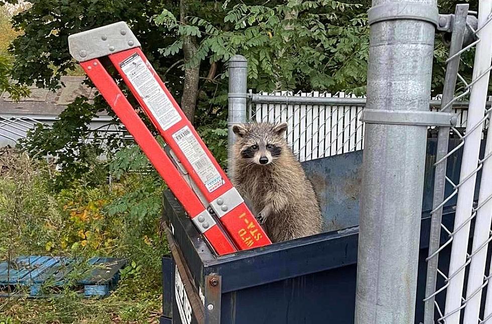 Westbrook Fire Department Help Trapped Raccoons Get Out of a Dumpster