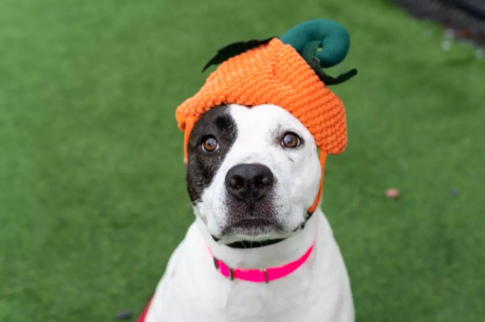 Animal Refuge League of Greater