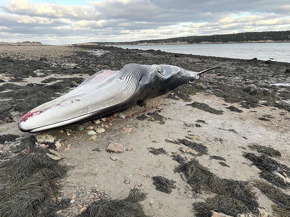 A Rare Event of a 50-Foot Whale Washing Up on a Downeast Beach