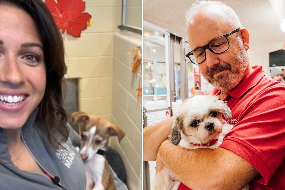 News Center Maine Celebrities Sleeping With the Dogs to Help Them Find Forever Homes