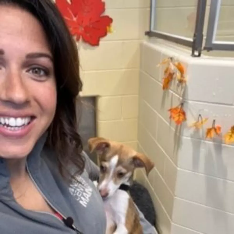 Animal Refuge League of Greater