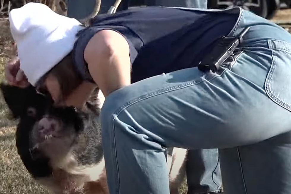 WATCH: Maine Principal Puckers Up for a Big Kiss With a Big Pig