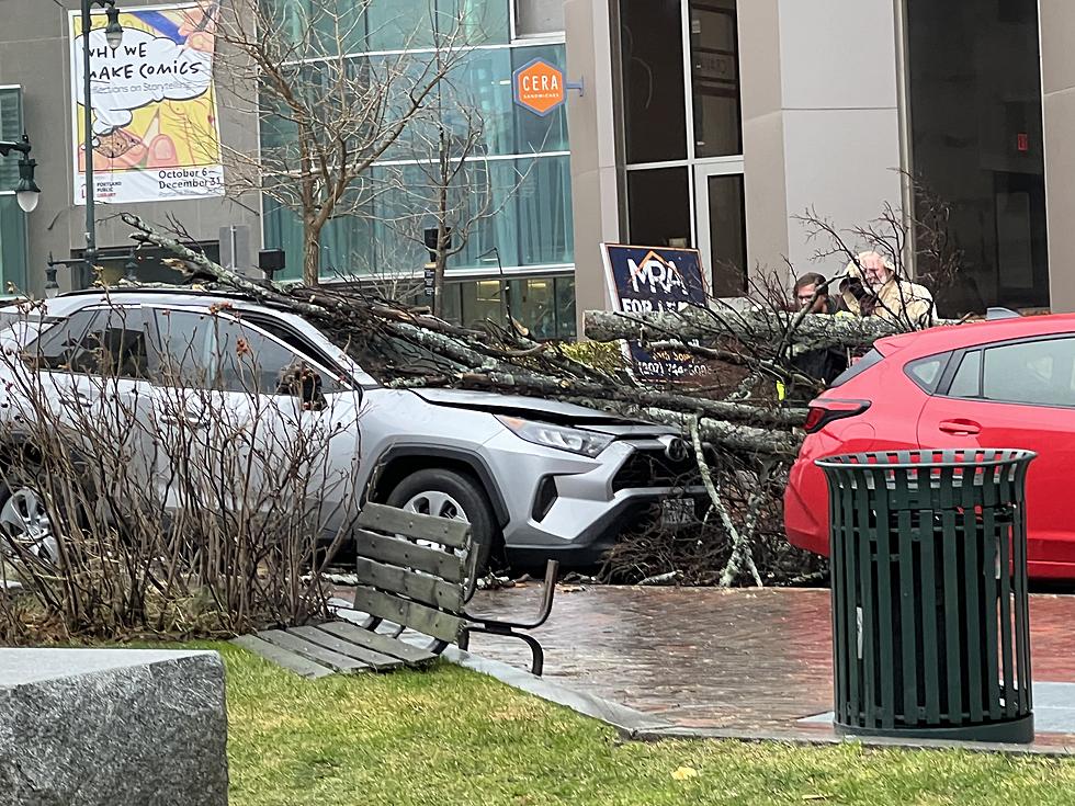 Powerful Maine Storm Uproots Trees, Including Downtown Portland