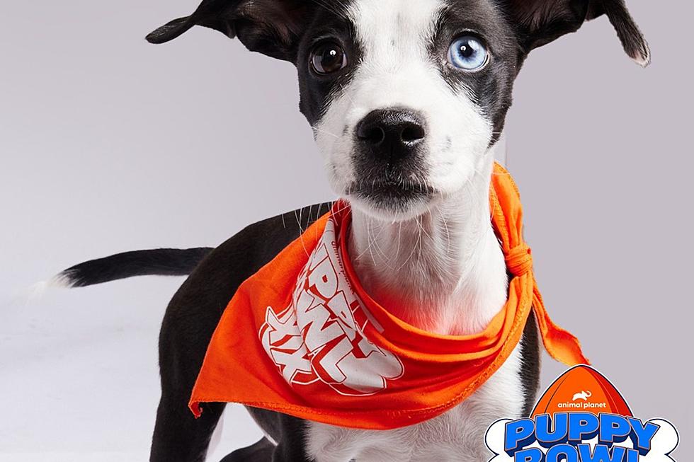 Meet the Super Cute Maine Dogs Who Will Be in the 2024 Puppy Bowl